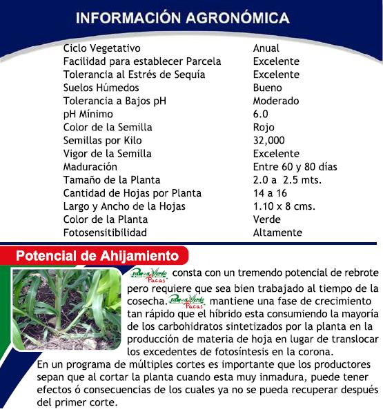 INFORMACIONAGRONOMICA-PAMPAVERDEPACAS.JPG